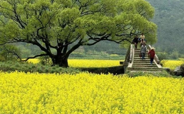 姑苏不只有园林古镇还有繁花似海，苏州全年赏花旅行攻略