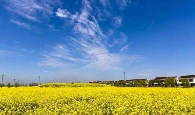 姑苏不只有园林古镇还有繁花似海，苏州全年赏花旅行攻略