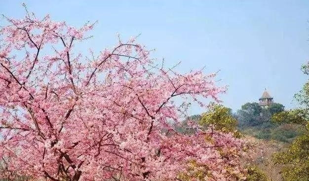 姑苏不只有园林古镇还有繁花似海，苏州全年赏花旅行攻略