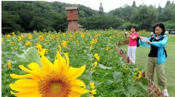 姑苏不只有园林古镇还有繁花似海，苏州全年赏花旅行攻略