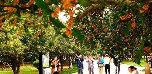 姑苏不只有园林古镇还有繁花似海，苏州全年赏花旅行攻略