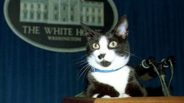 Socks, the White House cat, sits atop the podium in the White House press briefing room on 19 March 1994