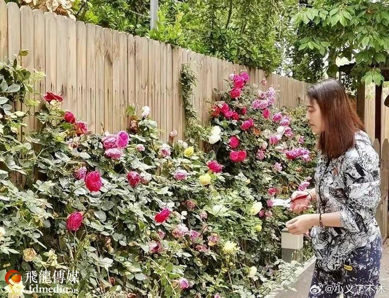 周海媚在北京的豪宅有个大庭院。 (取材自微博)